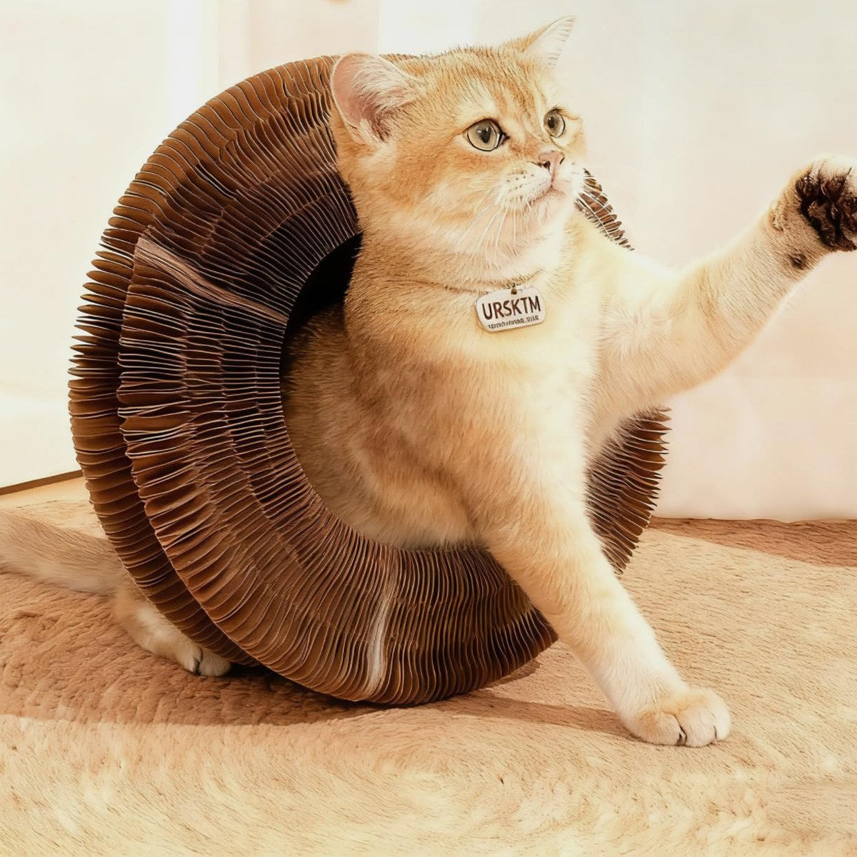 A cat stepping through the Pounce Loop ring