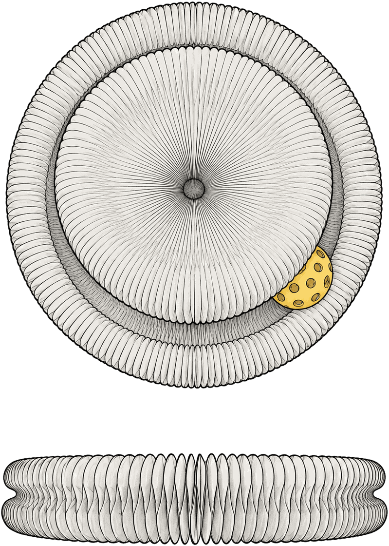 Diagram of the Pounce Loop seen from above and stretched flat