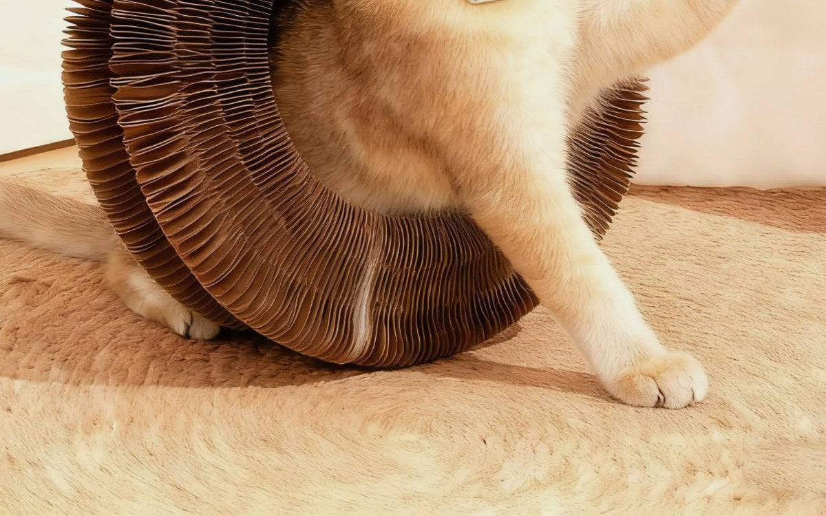 A cat lunging at the Loop as the bell ball rolls through the track