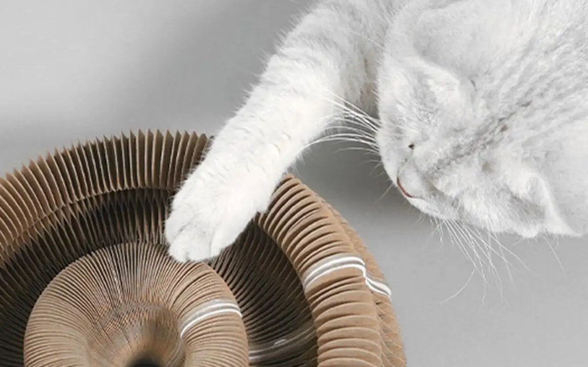 A paw mid-swat as the Loop wobbles back