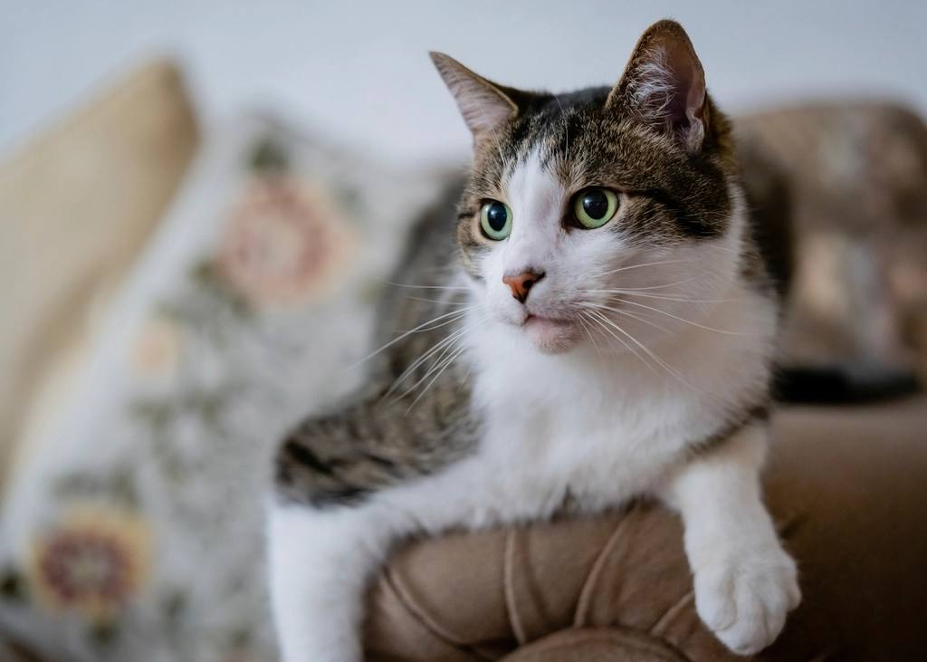 A cat scratching the Pounce Loop beside an untouched couch